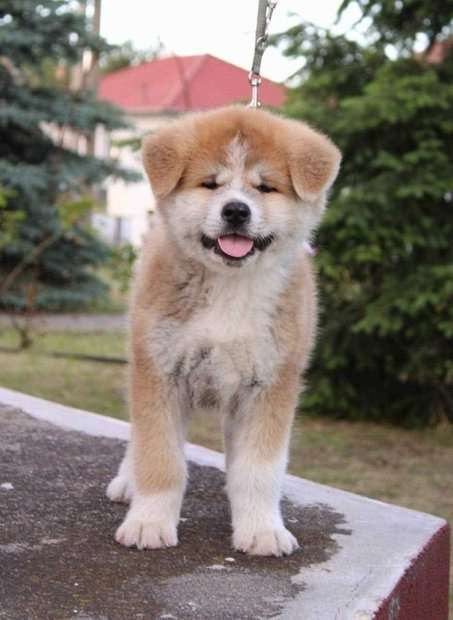 Shiba Inu For Sale In Kolkata