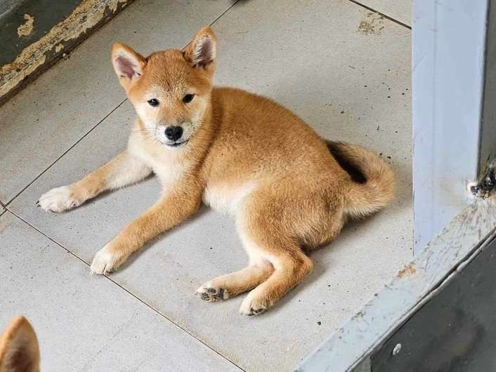 Shiba Inu For Sale In Indore