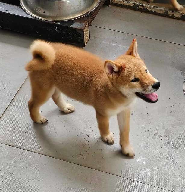 Shiba Inu For Sale In Patna
