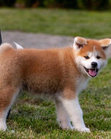 Shiba Inu For Sale In Kochi