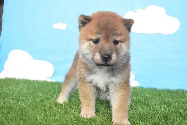 Shiba Inu For Sale In Guwahati