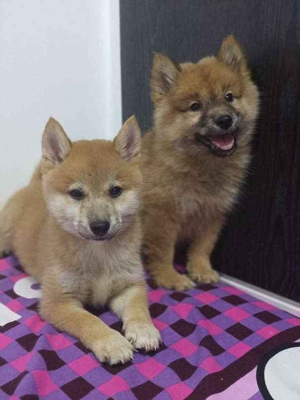 Shiba Inu For Sale In Chandigarh