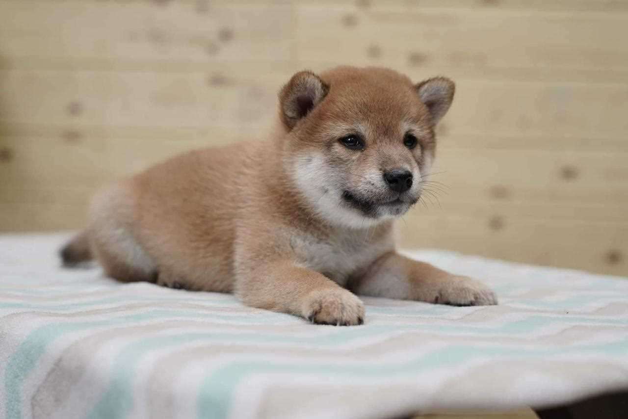 Shiba Inu For Sale In Agra