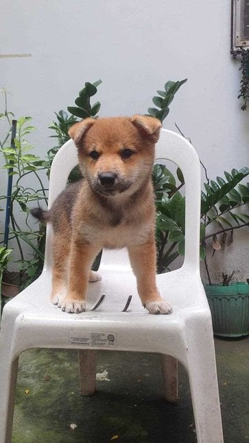 Shiba Inu For Sale In Bhubaneswar