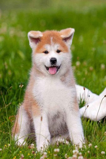 Shiba Inu For Sale In Coimbatore