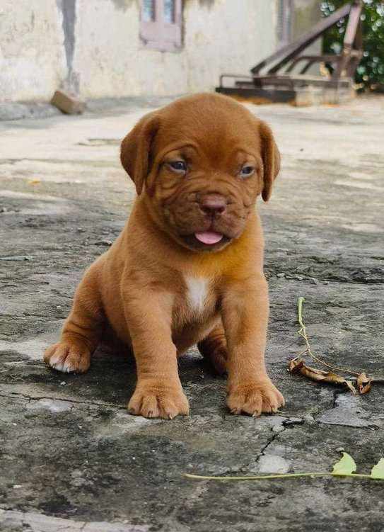 French Mastiff For Sale In Ghaziabad