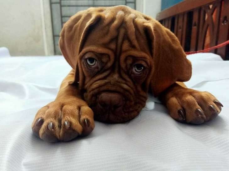 French Mastiff For Sale In Jammu