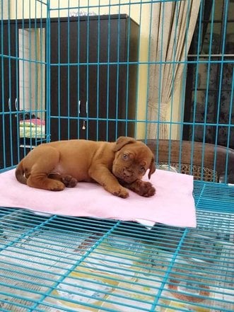 French Mastiff For Sale In Visakhapatnam