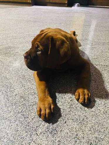 French Mastiff For Sale In Kozhikode