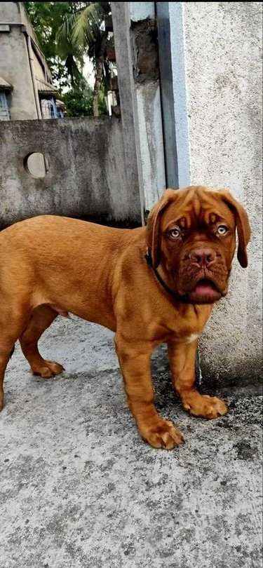 French Mastiff For Sale In Ranchi