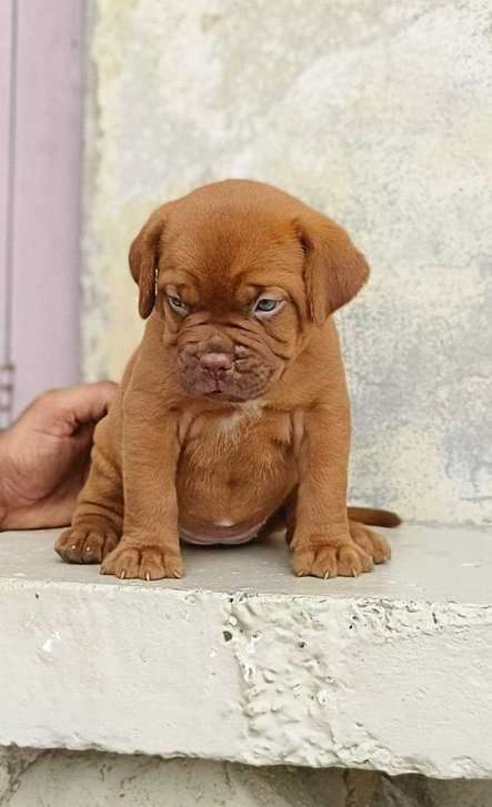 French Mastiff For Sale In Kanpur