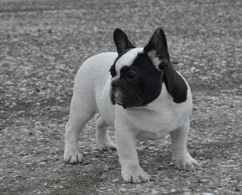 French Bulldog For Sale In Ghaziabad