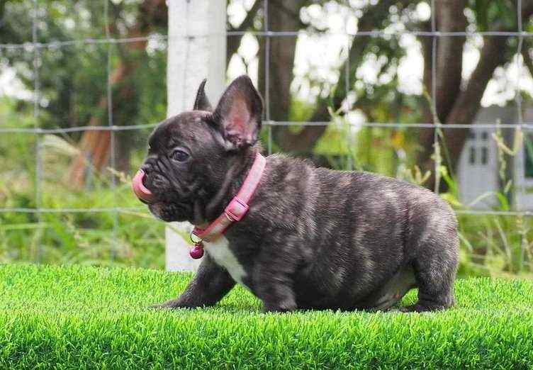 French Bulldog For Sale In Jammu