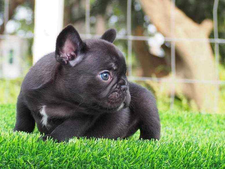 French Bulldog For Sale In Visakhapatnam