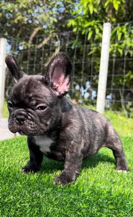 French Bulldog For Sale In Kozhikode