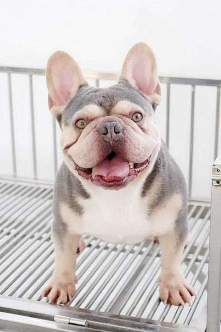 French Bulldog For Sale In Ranchi