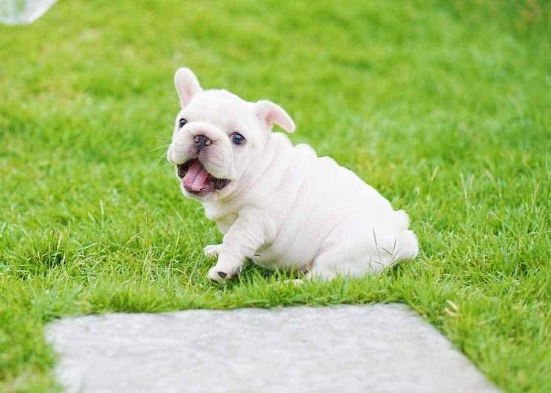 French Bulldog For Sale In Thiruvananthapuram