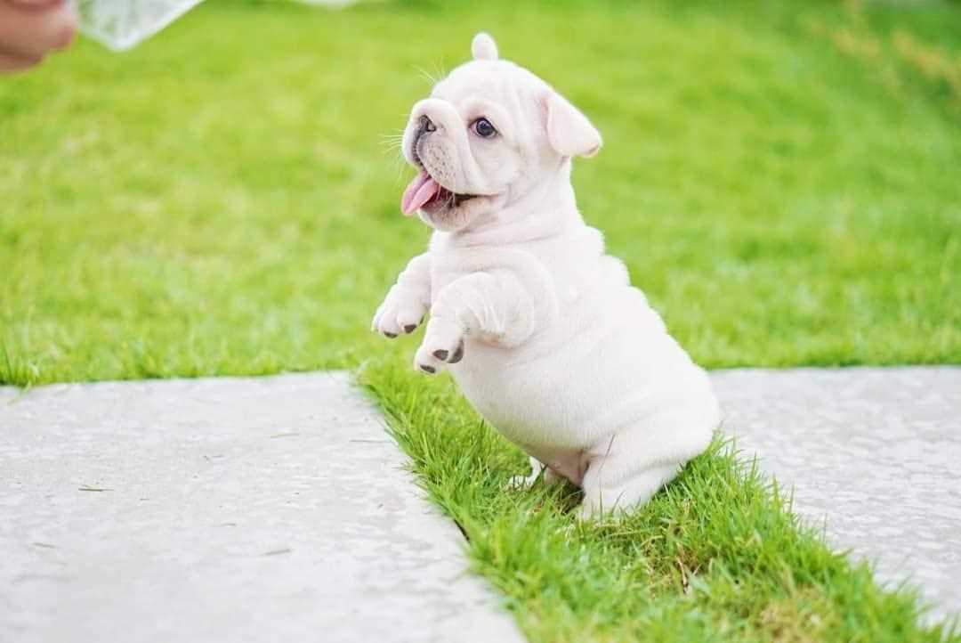 French Bulldog For Sale In Kanpur