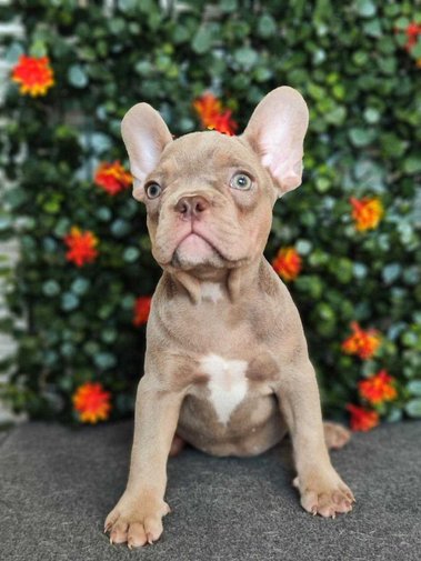 French Bulldog For Sale In Faridabad