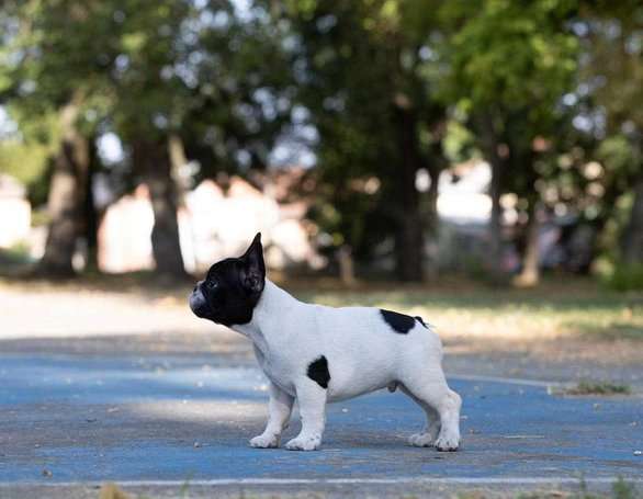 French Bulldog For Sale In Secunderabad