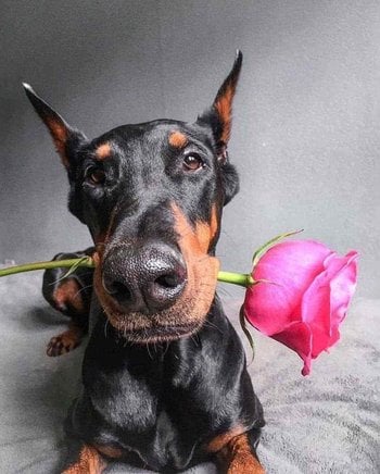 Doberman For Sale In Visakhapatnam