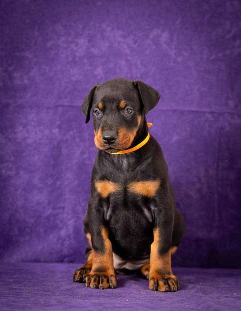 European Doberman For Sale In Kozhikode