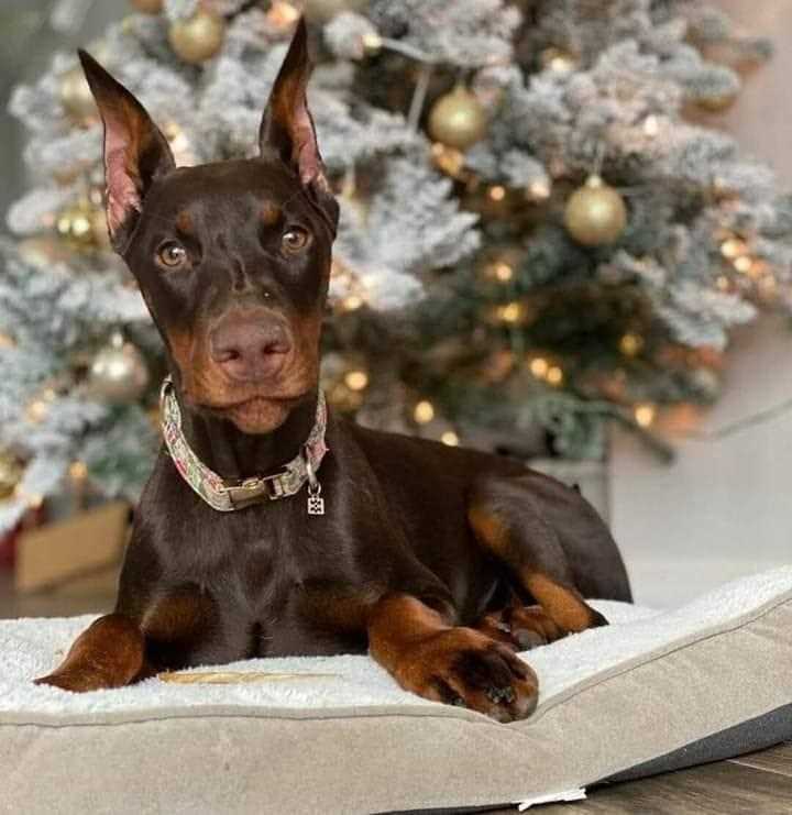 European Doberman For Sale In Ranchi