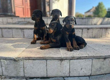 Doberman For Sale In Thiruvananthapuram