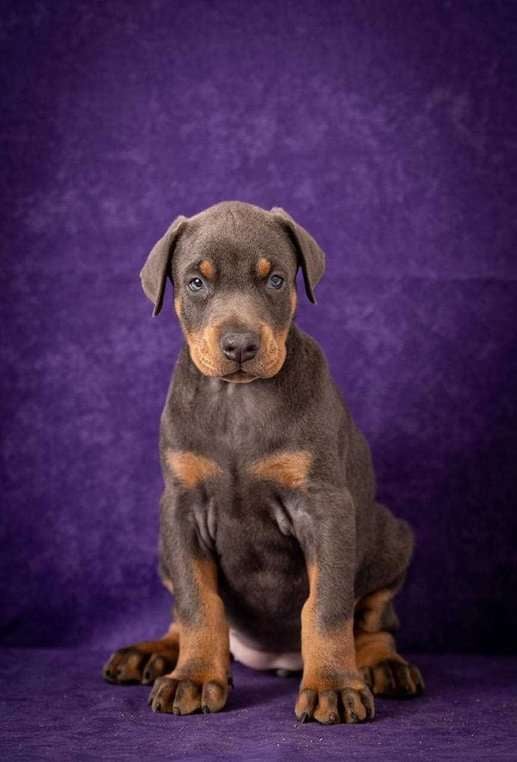 European Doberman For Sale In Kanpur