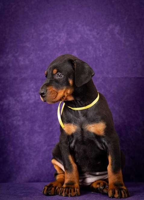 European Doberman For Sale In Faridabad