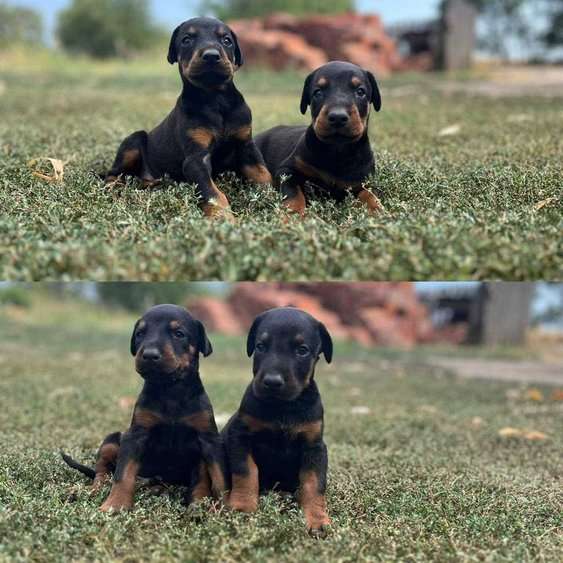 Doberman For Sale In Secunderabad
