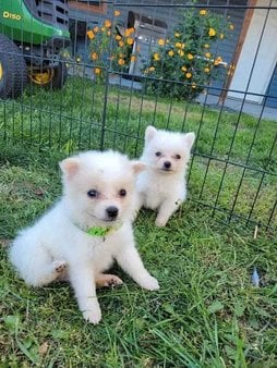 Culture Pomeranian For Sale In Kolkata