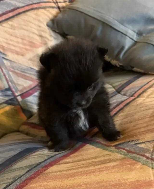 Culture Pomeranian For Sale In Indore