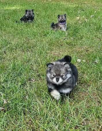 Culture Pomeranian For Sale In Kochi