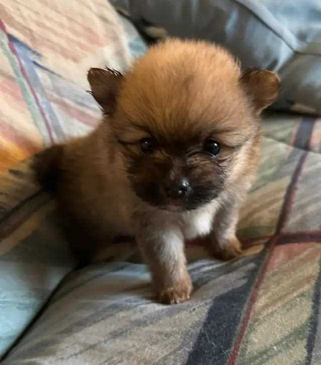 Culture Pomeranian For Sale In Guwahati