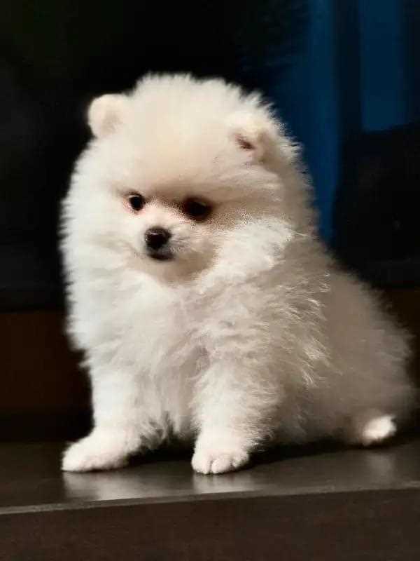 Culture Pomeranian For Sale In Chandigarh