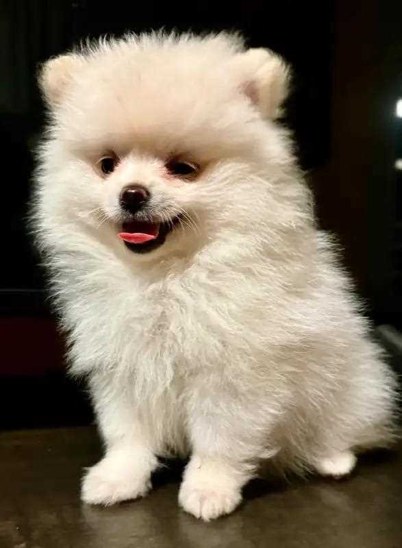 Culture Pomeranian For Sale In Agra