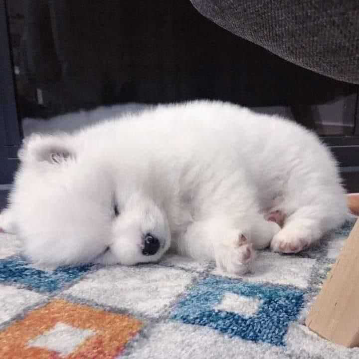 Samoyed For Sale In Kolkata