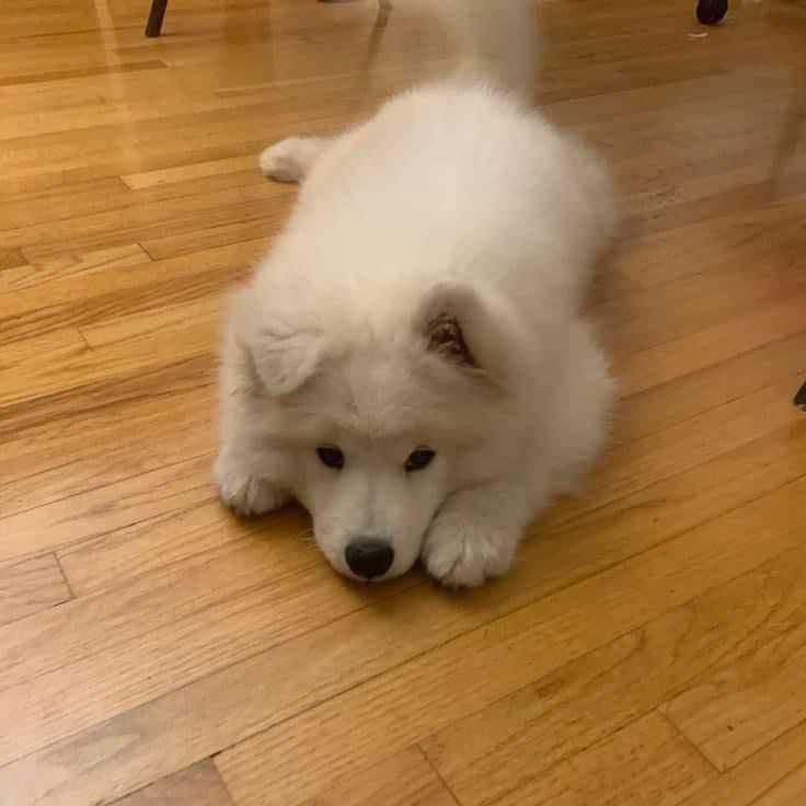 Samoyed For Sale In Indore