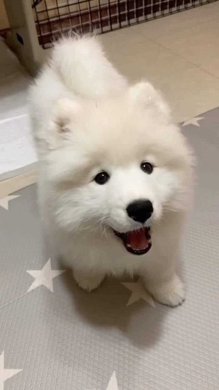 Samoyed For Sale In Patna