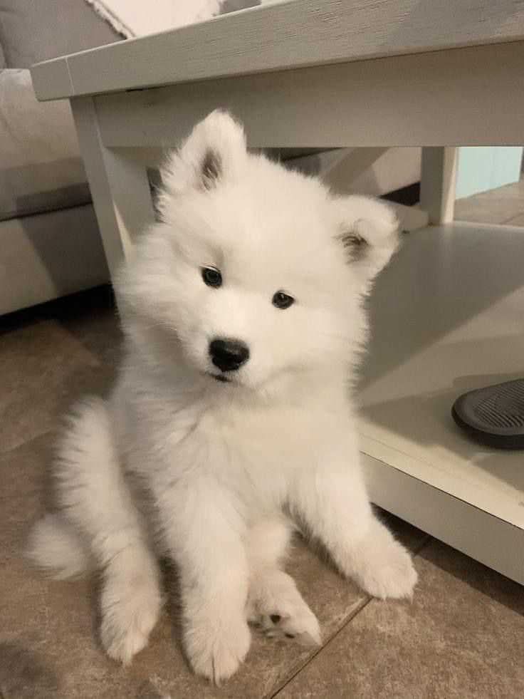 Samoyed For Sale In Kochi