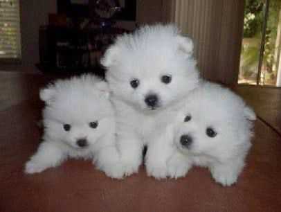 Samoyed For Sale In Agra