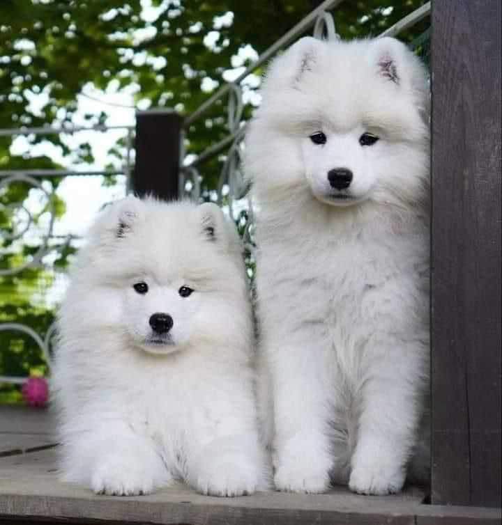 Samoyed For Sale In Bhubaneswar