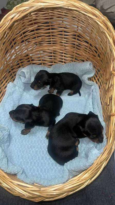 Dachshund For Sale In Ghaziabad