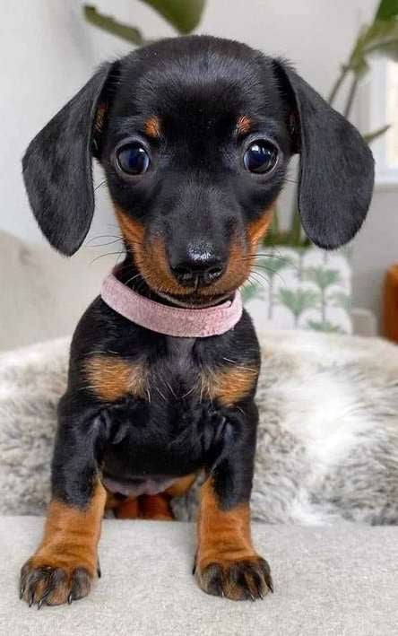 Dachshund For Sale In Visakhapatnam