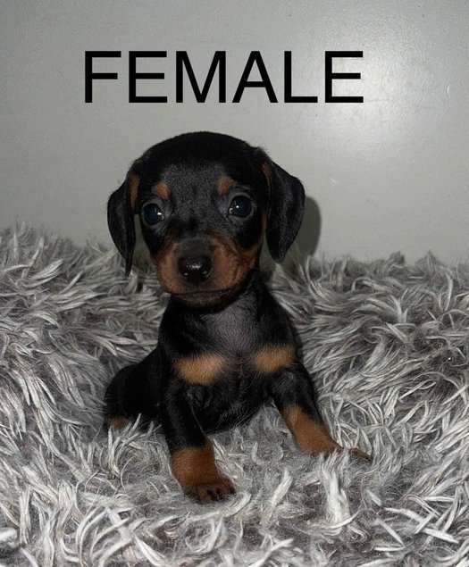 Dachshund For Sale In Kozhikode
