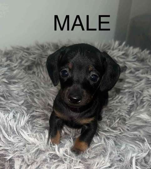 Dachshund For Sale In Ranchi