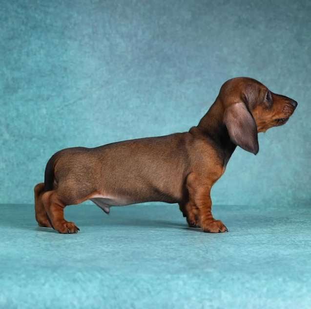 Dachshund For Sale In Secunderabad