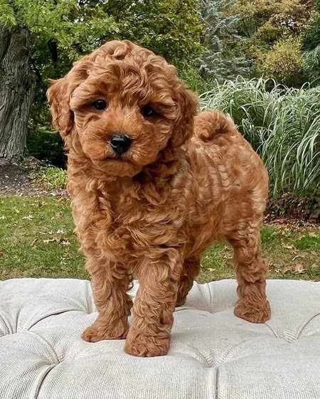Cockapoo For Sale In Kolkata