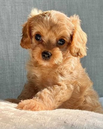 Cockapoo For Sale In Indore